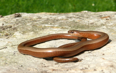 Close-up of brown snake on rock