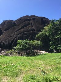 Plants and rocks on field against clear sky