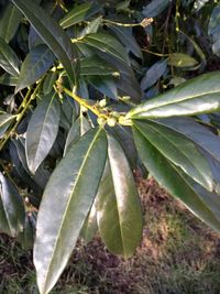 Close-up of fresh green plant