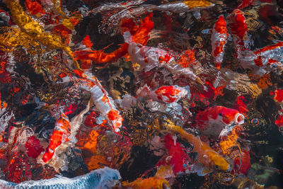 View of koi fish in sea