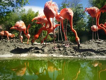 Flock of flamingoes at lakeside