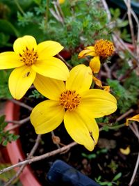 Close-up of yellow flowers blooming outdoors