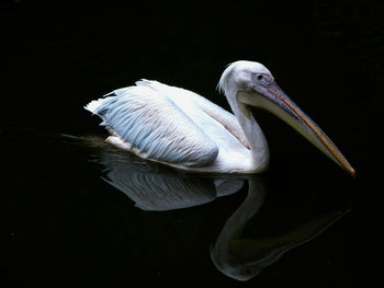 Close-up of pelican in lake