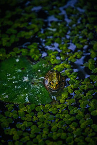High angle view of frog in pond