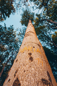Low angle view of tree against sky