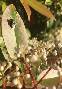 Close-up of insect on plant