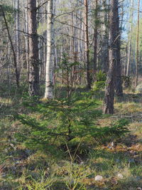 Trees in forest