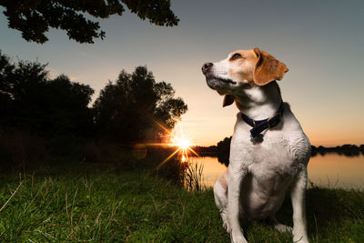 Dog on field against sky during sunset