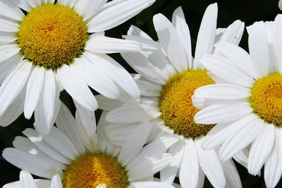 Close-up of daisy flower