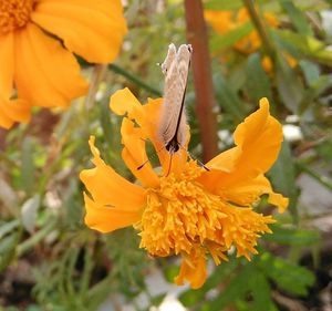 Close-up of butterfly pollinating on yellow flower