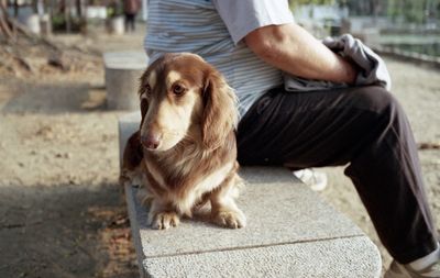 Dog looking away