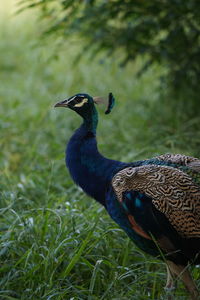 Side view of a peacock