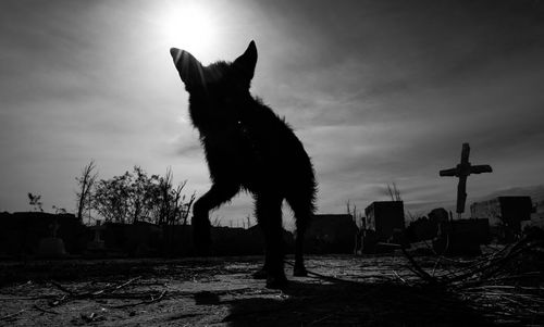 Silhouette dog standing on field against sky