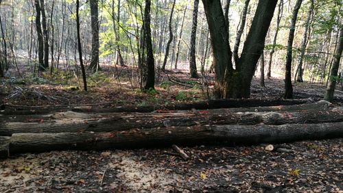 Trees in forest