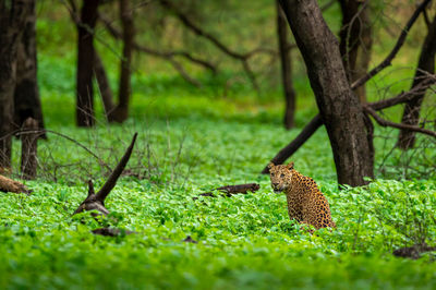 Lizard on tree trunk in field