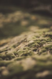 Surface level of moss on ground