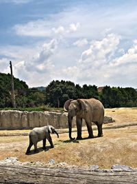 Elephant with animal on field