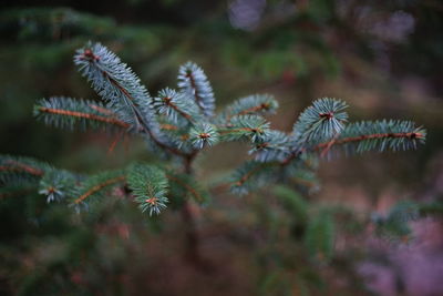 Close-up of flowers against blurred background