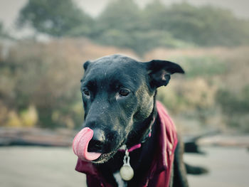 Close-up of black dog sticking out tongue