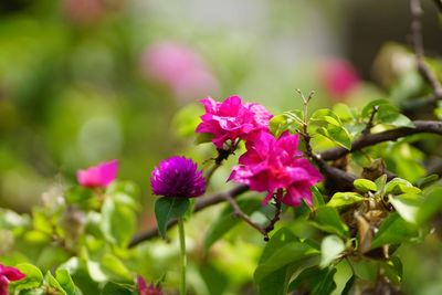 Close-up of pink flowering plants