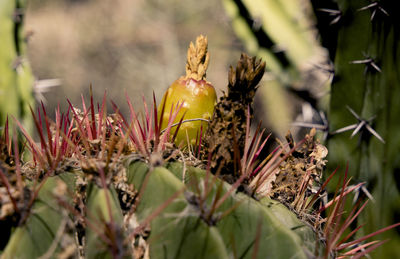 Close-up of flowers growing on plant