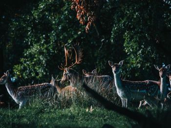 Deer in a field