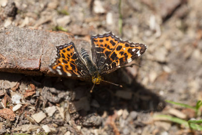 Close-up of butterfly