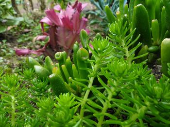 Close-up of cactus plant growing on field