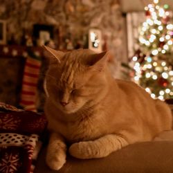 Close-up of cat relaxing on sofa at home