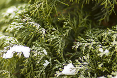 Close-up of pine tree during winter