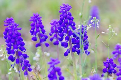 Close-up of purple flowers blooming outdoors