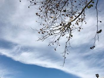Low angle view of flowering tree against cloudy sky