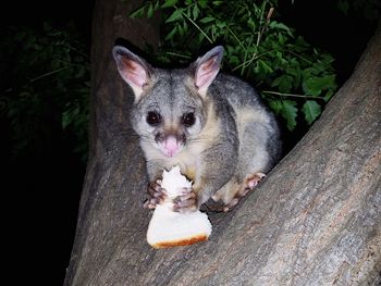 Close-up of possum eating bread on tree