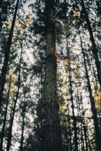 Low angle view of pine trees in forest