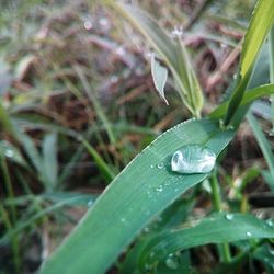 Close-up of water drops on leaf
