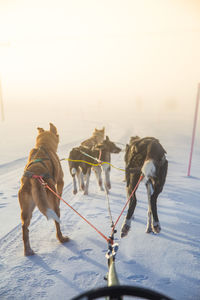 A beautiful husky dog team pulling a sled in beautiful norway morning scenery. 