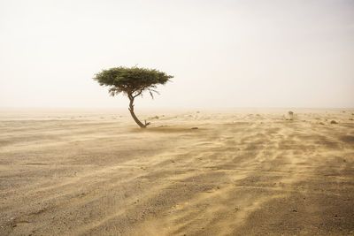 Tree at desert against clear sky