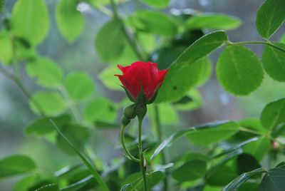 Close-up of red flowering plant