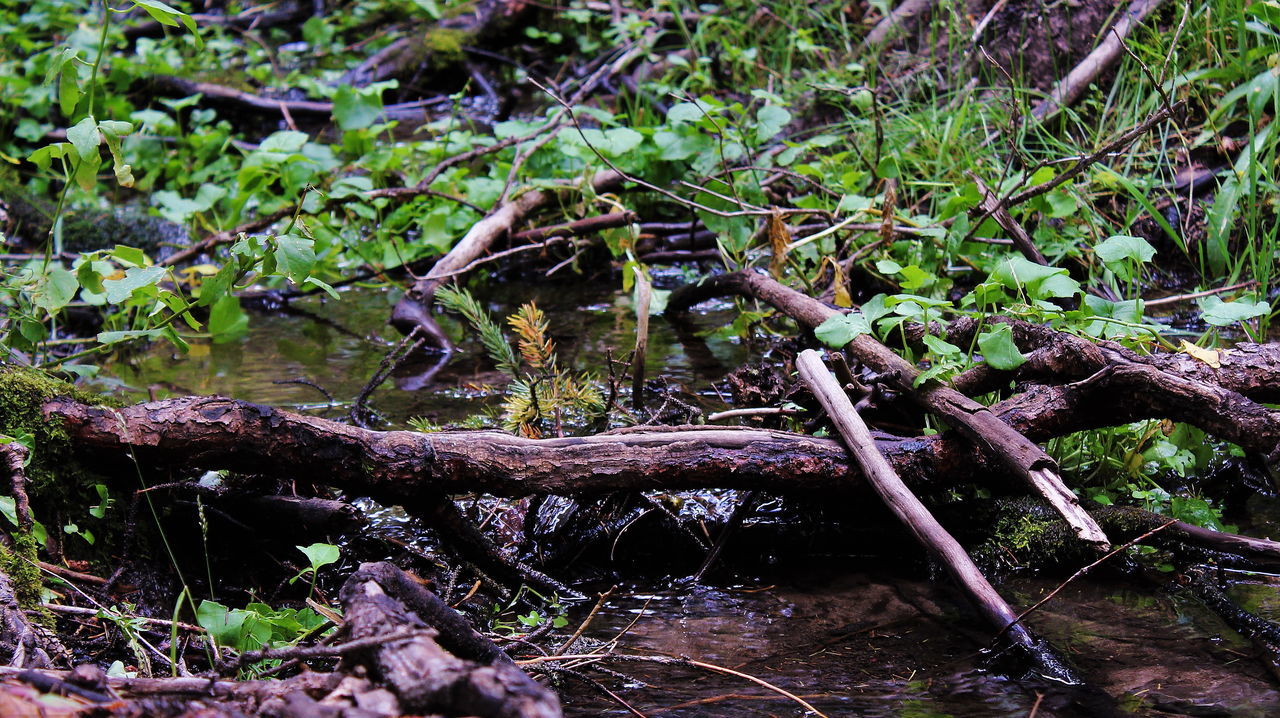 Water forest nature