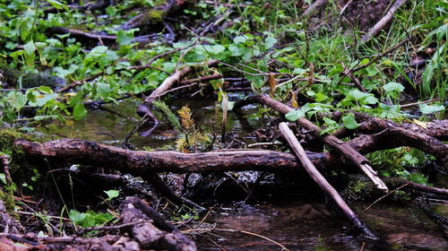 Plants growing in forest