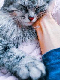 Midsection of person with cat on bed