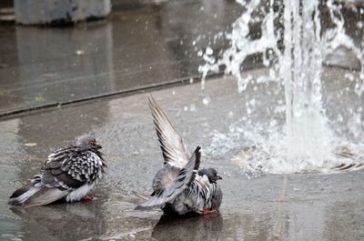 Close-up of birds in fountain 