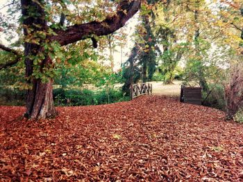 Trees growing in park