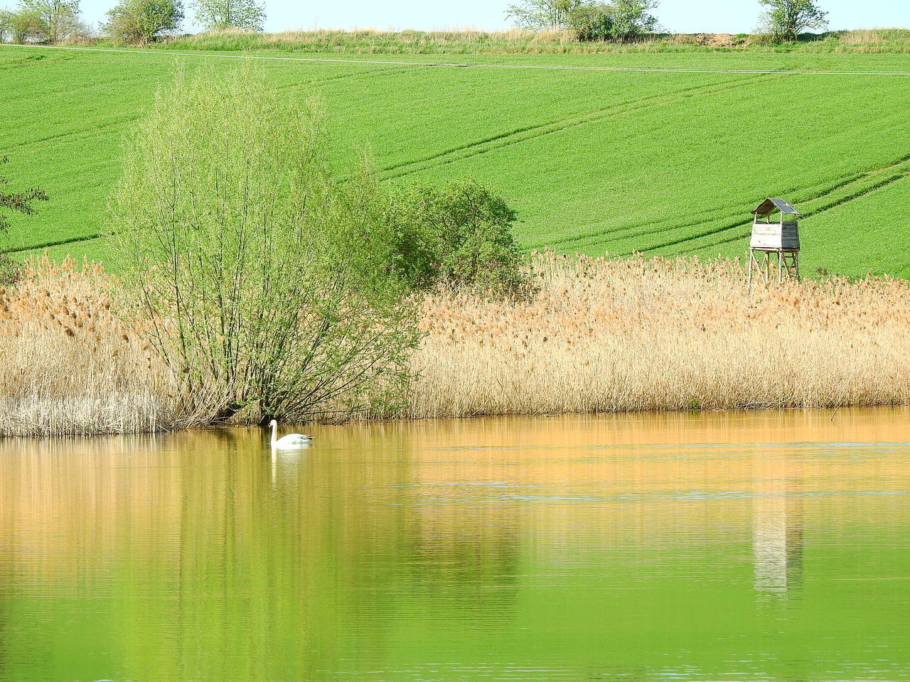 SCENIC VIEW OF LAKE WITH TREES IN BACKGROUND