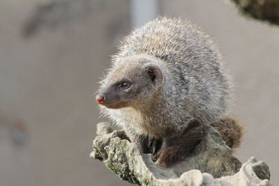 Close-up of animal on rock