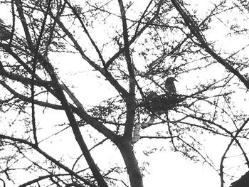 Low angle view of tree against sky