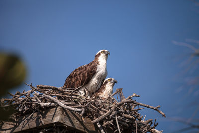 Low angle view of bird perching on tree against sky