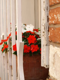 Close-up of white flowering plants