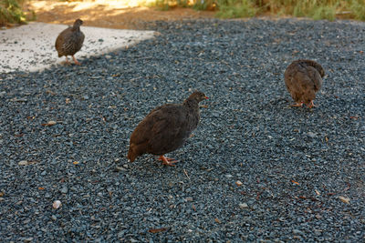 High angle view of birds on road