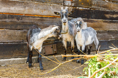 Close-up of goat